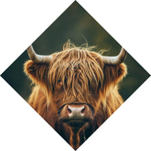 Lade das Bild in den Galerie-Viewer, Aluminiumbild gebürstet Majestätisches Hochlandrind im Naturambiente Raute
