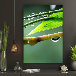 Poster Natur Bambus mit Wasser Tropfen Hochformat