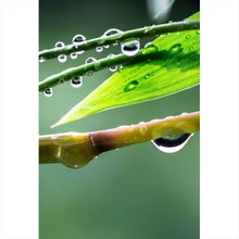Lade das Bild in den Galerie-Viewer, Leinwandbild Natur Bambus mit Wasser Tropfen Hochformat
