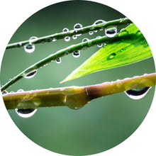 Lade das Bild in den Galerie-Viewer, Aluminiumbild Natur Bambus mit Wasser Tropfen Kreis
