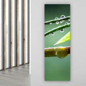 Acrylglasbild Natur Bambus mit Wasser Tropfen Panorama Hoch