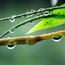 Lade das Bild in den Galerie-Viewer, Leinwandbild Natur Bambus mit Wasser Tropfen Quadrat
