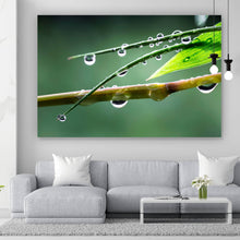 Lade das Bild in den Galerie-Viewer, Aluminiumbild Natur Bambus mit Wasser Tropfen Querformat
