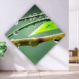 Acrylglasbild Natur Bambus mit Wasser Tropfen Raute