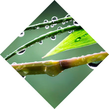 Lade das Bild in den Galerie-Viewer, Aluminiumbild gebürstet Natur Bambus mit Wasser Tropfen Raute
