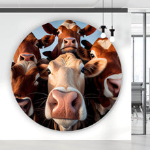 Lade das Bild in den Galerie-Viewer, Aluminiumbild Neugierige Kühe Nahaufnahme Kreis
