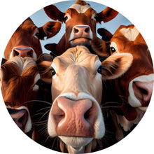Lade das Bild in den Galerie-Viewer, Aluminiumbild gebürstet Neugierige Kühe Nahaufnahme Kreis
