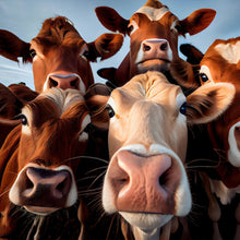 Lade das Bild in den Galerie-Viewer, Acrylglasbild Neugierige Kühe Nahaufnahme Quadrat
