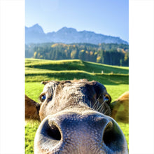 Lade das Bild in den Galerie-Viewer, Poster Neugierige Kuh auf grüner Wiese vor Berglandschaft Hochformat
