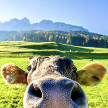 Lade das Bild in den Galerie-Viewer, Poster Neugierige Kuh auf grüner Wiese vor Berglandschaft Quadrat
