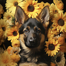Lade das Bild in den Galerie-Viewer, Aluminiumbild gebürstet Niedlicher Schäferhund umgeben von gelben Blumen Quadrat
