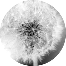 Lade das Bild in den Galerie-Viewer, Aluminiumbild gebürstet Pusteblume bei Dämmerung Kreis
