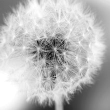 Lade das Bild in den Galerie-Viewer, Leinwandbild Pusteblume bei Dämmerung Quadrat
