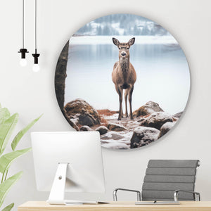 Aluminiumbild Rehe am ruhigen Seeufer betrachten Kreis