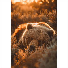 Lade das Bild in den Galerie-Viewer, Spannrahmenbild Schlafender Bär im Sonnenlicht Hochformat
