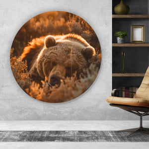 Aluminiumbild Schlafender Bär im Sonnenlicht Kreis