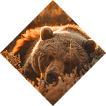 Lade das Bild in den Galerie-Viewer, Spannrahmenbild Schlafender Bär im Sonnenlicht Raute
