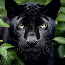 Lade das Bild in den Galerie-Viewer, Poster Schwarzer Panther im Dickicht Quadrat
