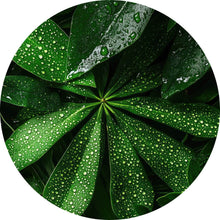 Lade das Bild in den Galerie-Viewer, Aluminiumbild gebürstet Tropische Blätter mit Wassertropfen Kreis
