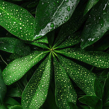 Lade das Bild in den Galerie-Viewer, Aluminiumbild gebürstet Tropische Blätter mit Wassertropfen Quadrat
