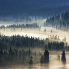 Lade das Bild in den Galerie-Viewer, Spannrahmenbild Wald im Nebel Quadrat
