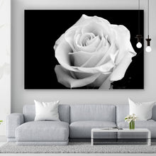Lade das Bild in den Galerie-Viewer, Aluminiumbild gebürstet Weiße Rose auf schwarzem Hintergrund Querformat
