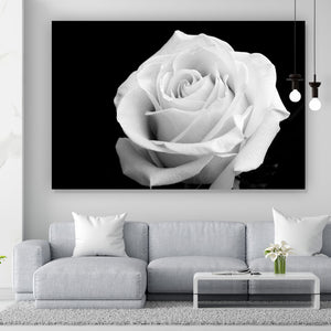 Aluminiumbild gebürstet Weiße Rose auf schwarzem Hintergrund Querformat