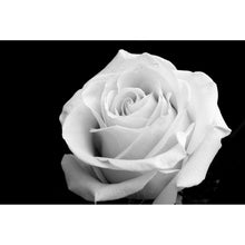Lade das Bild in den Galerie-Viewer, Aluminiumbild gebürstet Weiße Rose auf schwarzem Hintergrund Querformat
