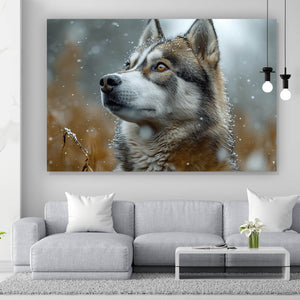 Leinwandbild Wolf schaut aufmerksam im winterlichen Schneefall Querformat