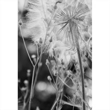 Lade das Bild in den Galerie-Viewer, Aluminiumbild gebürstet Zarte Pusteblume in schwarz weiß Hochformat
