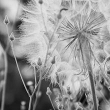 Lade das Bild in den Galerie-Viewer, Aluminiumbild gebürstet Zarte Pusteblume in schwarz weiß Quadrat
