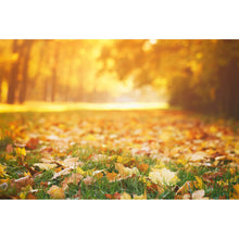 Lade das Bild in den Galerie-Viewer, Poster Herbstblätter im sonnigen Morgenlicht Querformat
