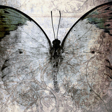 Lade das Bild in den Galerie-Viewer, Poster Grauer Vintage Schmetterling Quadrat
