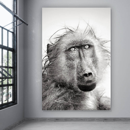 Aluminiumbild gebürstet Affe im Regen Hochformat