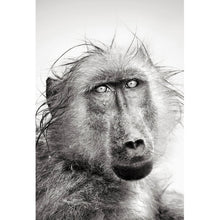 Lade das Bild in den Galerie-Viewer, Aluminiumbild gebürstet Affe im Regen Hochformat
