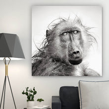Lade das Bild in den Galerie-Viewer, Aluminiumbild gebürstet Affe im Regen Quadrat
