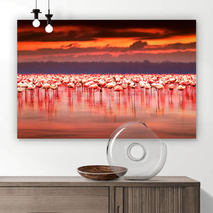 Spannrahmenbild Afrikanische Flamingos im See Querformat