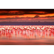 Lade das Bild in den Galerie-Viewer, Aluminiumbild gebürstet Afrikanische Flamingos im See Querformat
