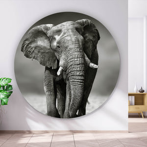 Aluminiumbild gebürstet Afrikanischer Elefant in Schwarz Weiß Kreis