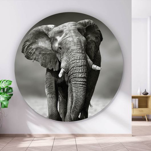 Aluminiumbild Afrikanischer Elefant in Schwarz Weiß Kreis