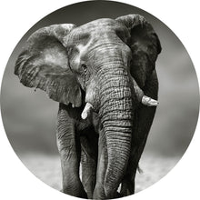Lade das Bild in den Galerie-Viewer, Aluminiumbild Afrikanischer Elefant in Schwarz Weiß Kreis
