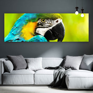 Acrylglasbild Afrikanischer Papagei Panorama