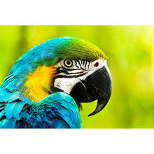 Lade das Bild in den Galerie-Viewer, Aluminiumbild Afrikanischer Papagei Querformat

