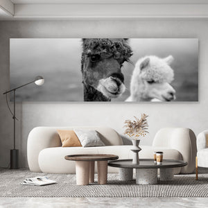 Acrylglasbild Alpaka Paar Schwarz Weiß Panorama