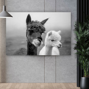 Aluminiumbild gebürstet Alpaka Paar Schwarz Weiß Querformat