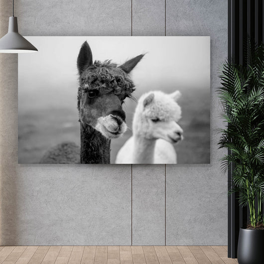 Aluminiumbild Alpaka Paar Schwarz Weiß Querformat