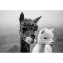 Lade das Bild in den Galerie-Viewer, Acrylglasbild Alpaka Paar Schwarz Weiß Querformat

