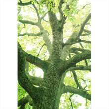 Lade das Bild in den Galerie-Viewer, Leinwandbild Alter Baum im Wald Hochformat

