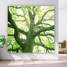 Lade das Bild in den Galerie-Viewer, Aluminiumbild gebürstet Alter Baum im Wald Quadrat
