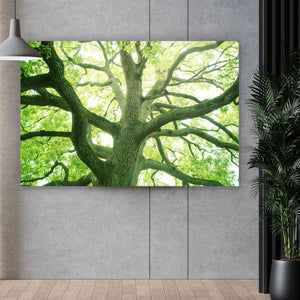 Acrylglasbild Alter Baum im Wald Querformat